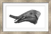 Framed Pencil Drawing of Gomphotherium