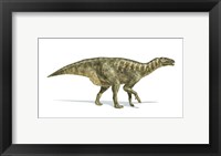 Framed Iguanodon Dinosaur on White Background