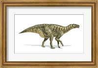 Framed Iguanodon Dinosaur on White Background