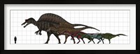 Framed Spinosauridae Size chart