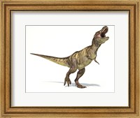 Framed Tyrannosaurus Rex Dinosaur on White Background