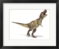 Framed Tyrannosaurus Rex Dinosaur on White Background