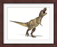 Framed Tyrannosaurus Rex Dinosaur on White Background