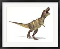 Framed Tyrannosaurus Rex Dinosaur on White Background