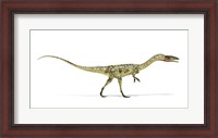 Framed Coelophysis Dinosaur on White Background