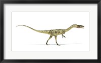 Framed Coelophysis Dinosaur on White Background