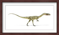 Framed Coelophysis Dinosaur on White Background