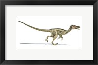Framed Velociraptor Dinosaur on White Background