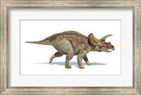 Framed Triceratops Dinosaur on White Background
