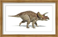 Framed Triceratops Dinosaur on White Background
