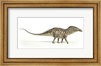 Framed Amargasaurus Dinosaur on White Background