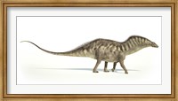 Framed Amargasaurus Dinosaur on White Background