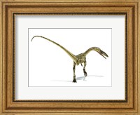 Framed Coelophysis Dinosaur