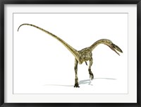 Framed Coelophysis Dinosaur