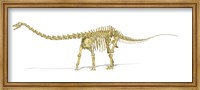 Framed 3D Rendering of a Diplodocus Dinosaur Skeleton