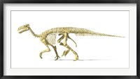 Framed 3D Rendering of an Lguanodon Dinosaur Skeleton