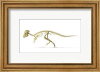 Framed 3D Rendering of a Pachycephalosaurus Dinosaur Skeleton