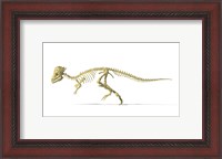 Framed 3D Rendering of a Pachycephalosaurus Dinosaur Skeleton