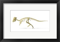 Framed 3D Rendering of a Pachycephalosaurus Dinosaur Skeleton