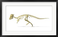 Framed 3D Rendering of a Pachycephalosaurus Dinosaur Skeleton