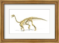 Framed 3D Rendering of a Plateosaurus dinosaur skeleton