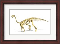 Framed 3D Rendering of a Plateosaurus dinosaur skeleton