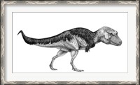 Framed Black Ink Drawing of Lythronax Argestes