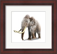 Framed Woolly Mammoth, White Background