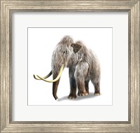 Framed Woolly Mammoth, White Background