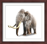 Framed Woolly Mammoth, White Background