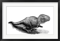 Framed Black Ink Drawing of Tarbosaurus Bataar