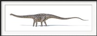 Framed Diplodocus Dinosaur on White Background