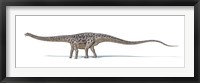 Framed Diplodocus Dinosaur on White Background