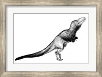 Framed Black Ink Drawing of Daspletosaurus Torosus