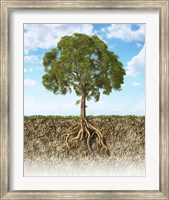 Framed Cross section of Soil Showing a Tree with its Roots