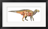 Framed Internal anatomy of an Iguanodon dinosaur
