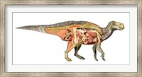 Framed Internal anatomy of an Iguanodon dinosaur