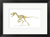 Framed 3D Rendering of a Velociraptor Dinosaur Skeleton