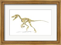 Framed 3D Rendering of a Velociraptor Dinosaur Skeleton