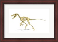 Framed 3D Rendering of a Velociraptor Dinosaur Skeleton