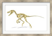 Framed 3D Rendering of a Velociraptor Dinosaur Skeleton