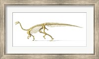 Framed 3D Rendering of a Plateosaurus