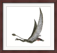 Framed Dorygnathus Flying Dinosaur