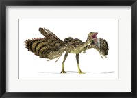 Framed Archaeopteryx Dinosaur