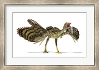 Framed Archaeopteryx Dinosaur