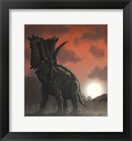 Framed Coahuilaceratops Walking through a Cretaceous Sunset