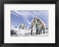 Framed Two Woolly Mammoths in a Snow Covered Field with a Few Bison