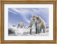 Framed Two Woolly Mammoths in a Snow Covered Field with a Few Bison