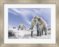 Framed Two Woolly Mammoths in a Snow Covered Field with a Few Bison