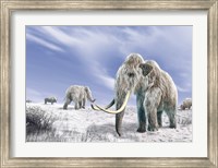 Framed Two Woolly Mammoths in a Snow Covered Field with a Few Bison